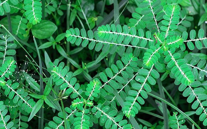 Tác dụng của cây chó đẻ răng cưa với người bệnh viêm gan B - Hakichi 1 Cay cho de rang cua