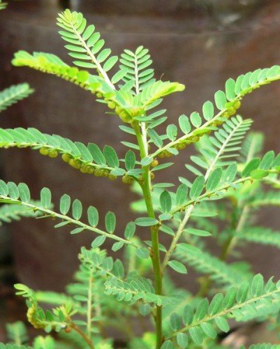 3 bài thuốc từ cây chó đẻ răng cưa giúp hỗ trợ điều trị viêm gan B hiệu quả - Hakichi 1 cho de