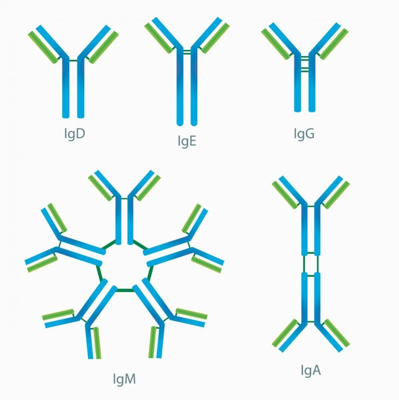 Lợi ích của kháng thể IgG trong việc tăng cường hệ miễn dịch - Hakichi 2 khang the la gi 2 decbfbbfbc