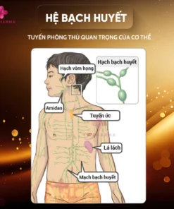 tanhach7