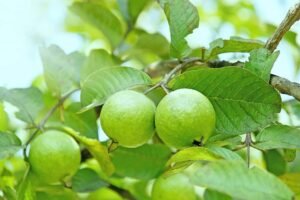 Bật mí cách giảm cân bằng lá ổi trong 1 tuần - Hakichi