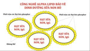 Ưu điểm của công nghệ Alpha Lipid so với các sản phẩm khác   Nhà Thuốc Hạnh Phúc - Chuyên Thực Phẩm, Sữa Và Dinh Dưỡng Chính Hãng Giá Tốt - Hakichi