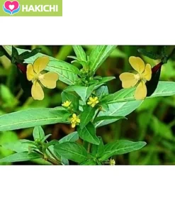 Trà Cây rau Mương , H.Trợ , Trào Ngược , Ợ Hơi, Ợ chua, DAU DẠ DÀY ,Nóng Rát Cổ , Tức Ngực , HP , Đại Tràng - Ảnh 10